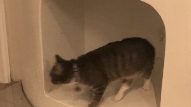 Grå og hvit hunnkatt var savnet