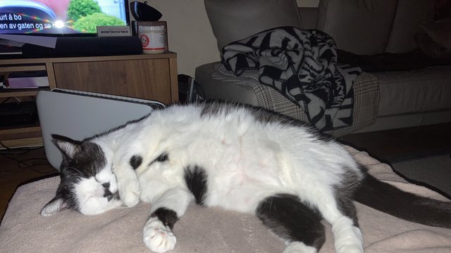 Sort og hvit hunnkatt var savnet