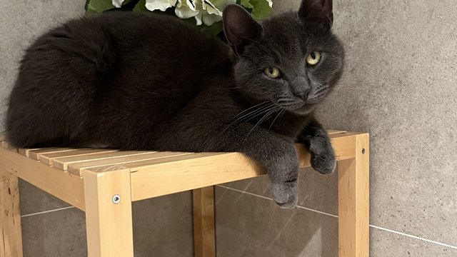 Grå hunnkatt savnet