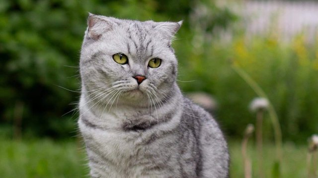 Grå/hvit hunnkatt var savnet
