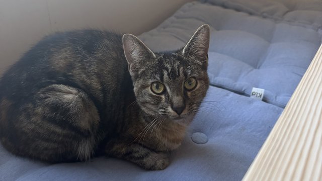 Brun, svart, grå katt funnet