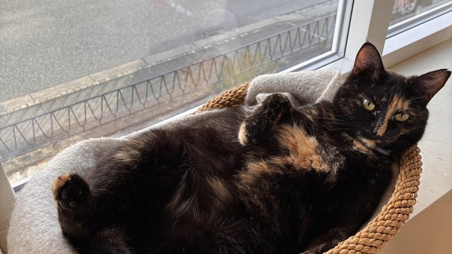 Spraglete sort/brun hunnkatt savnet