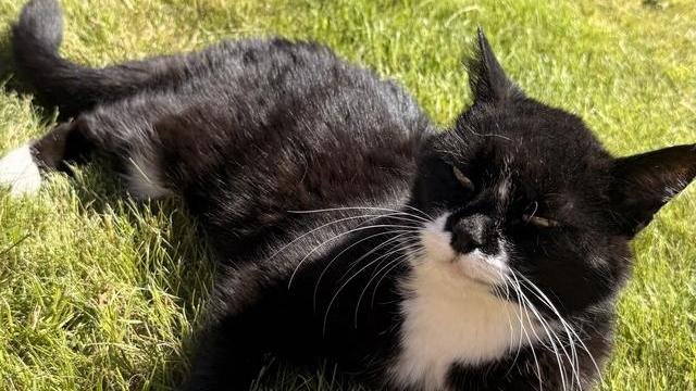 Svart med hvit katt ble funnet