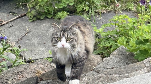 Grå hunnkatt savnet