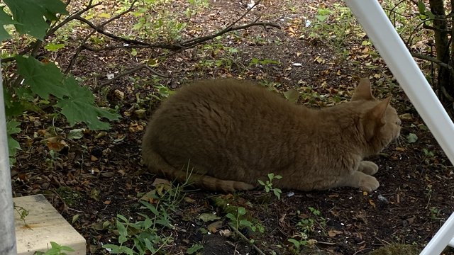 Orange katt funnet