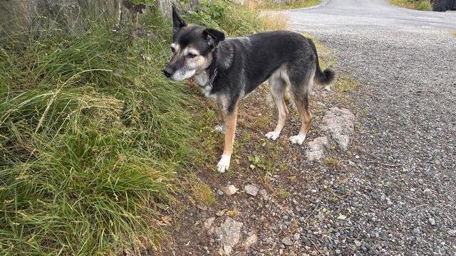 Mørk grå hannhund funnet
