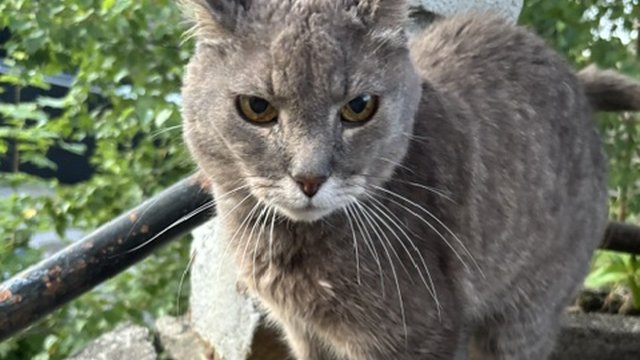 Grå katt funnet