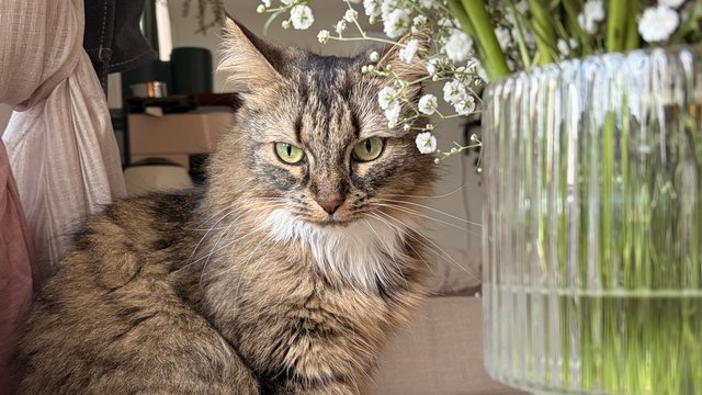 Lysbrun hunnkatt savnet