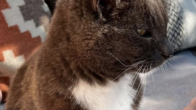 Grå med hvitt bryst hannkatt savnet