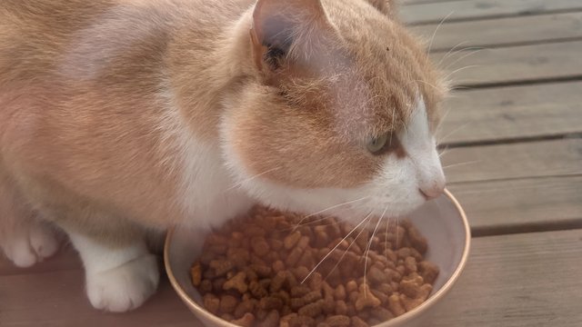 Orange og hvit katt funnet
