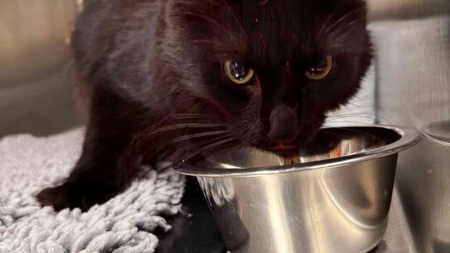 Sort hannkatt funnet