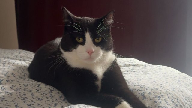 Svart og hvitt hannkatt var savnet