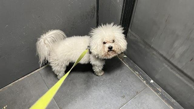 Hvit hannhund var savnet