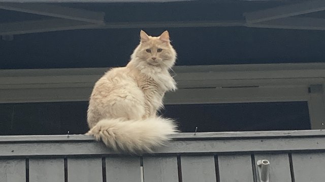 Hvit med noe oransje hannkatt savnet