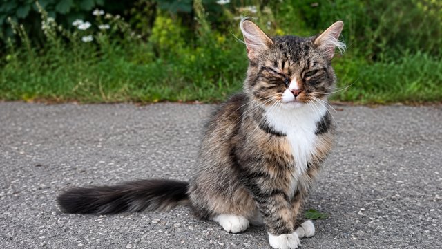 Grå-sort, brun, hvit hunnkatt funnet