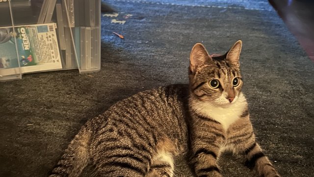 Gråbrun hunnkatt funnet