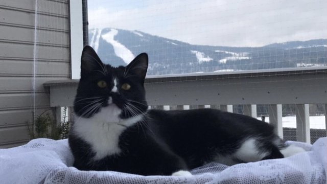 Sort og hvit hannkatt var savnet