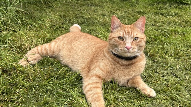 Oransj hannkatt var savnet