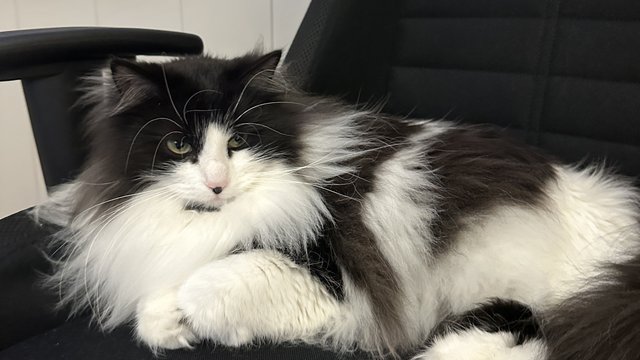 Svart hunnkatt savnet