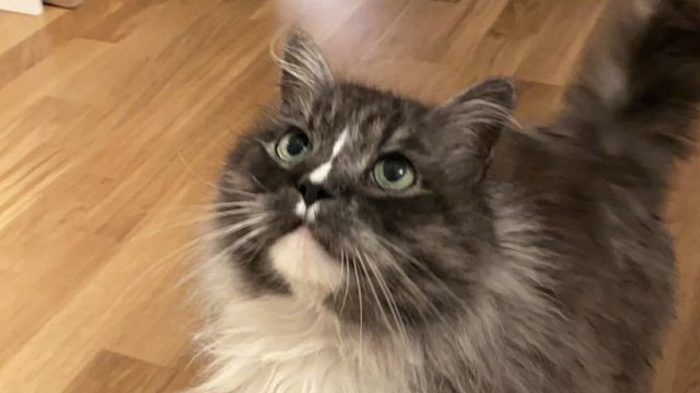 Grå hannkatt savnet