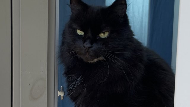 Sort hunnkatt savnet