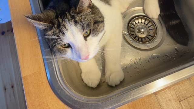 Grå, sort, hvit hannkatt savnet