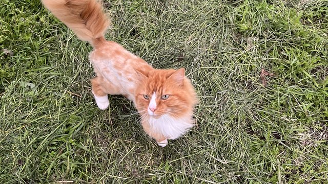 Rød og hvit katt var savnet