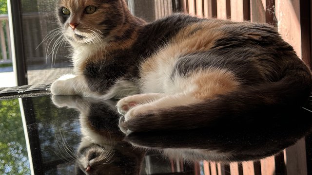 Lys/mørkebrun/hvitt hunnkatt savnet