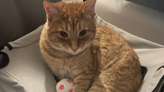 Oransje hannkatt savnet