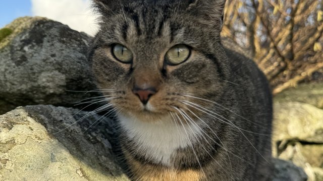 Brun/spraglete hunnkatt savnet