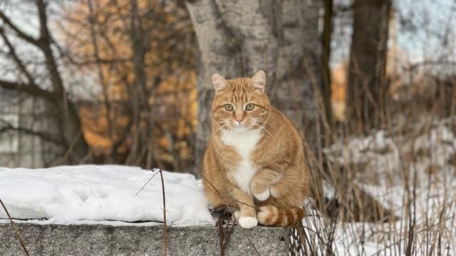 Orange hannkatt savnet