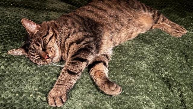 Grå/svart/brun hunnkatt savnet