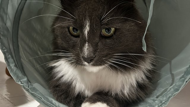 Grå med hvit områder hannkatt savnet