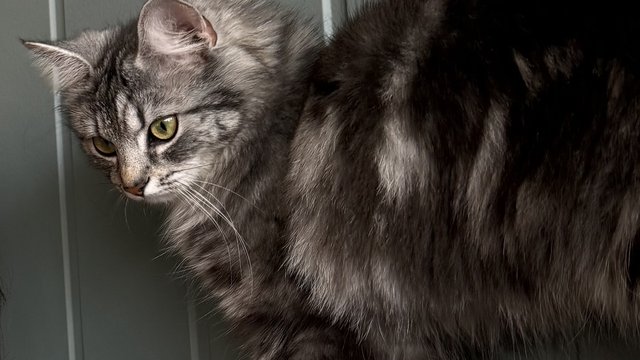 Svart, grå, hvit hunnkatt var savnet