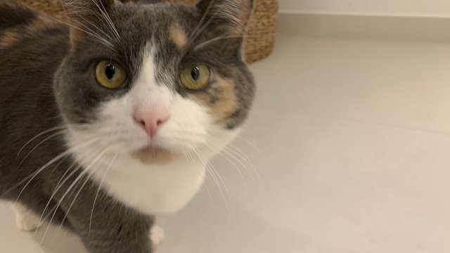 Grå, oransje, hvit hunnkatt savnet