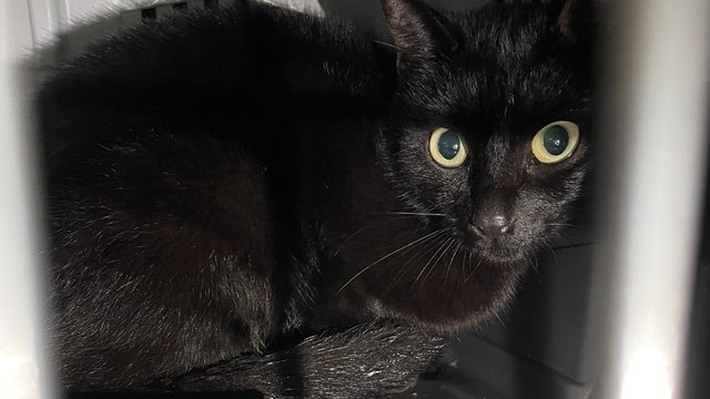 Helsvart, gule øyne hunnkatt funnet