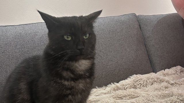 Svart hannkatt savnet