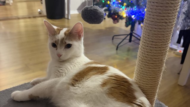 Hvit og oransje hunnkatt savnet