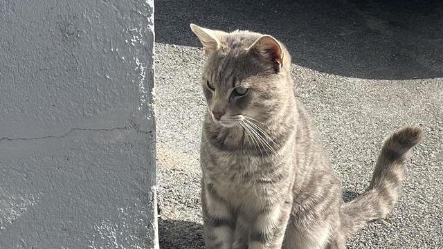 Lys grå hannkatt funnet