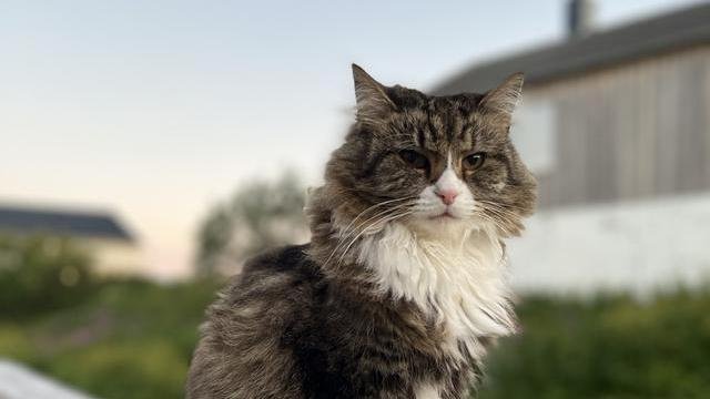 Brun, svart, hvit hunnkatt savnet
