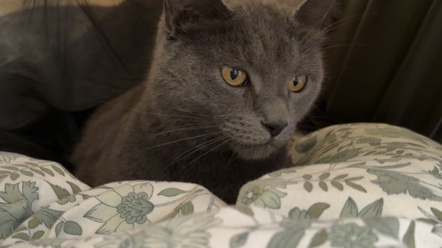 Grå hunnkatt savnet