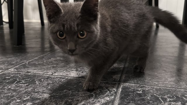 Grå hunnkatt funnet