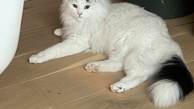 Hvit hannkatt savnet