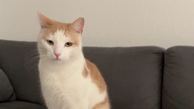 Hvit og oransj hannkatt var savnet