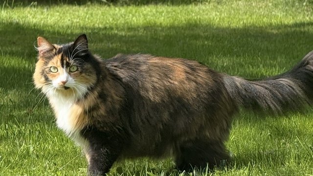 Svart,hvit & oransje hunnkatt savnet