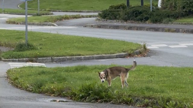 Brun, svart, hvit hannhund funnet
