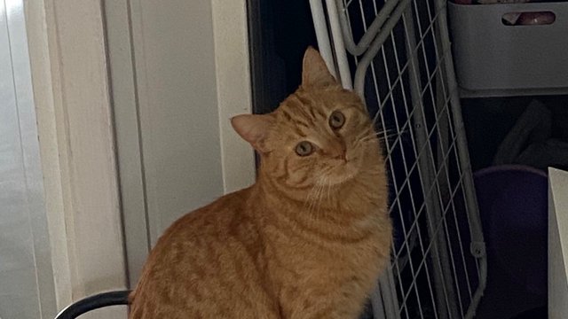 Oransj hannkatt savnet