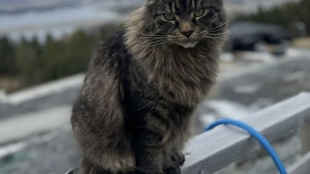 Brun hannkatt var savnet
