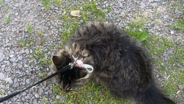 Gråsvart/stripper hunnkatt savnet