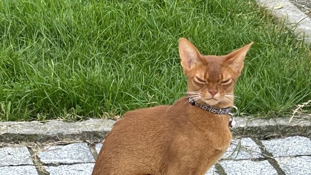 Sorel hunnkatt savnet
